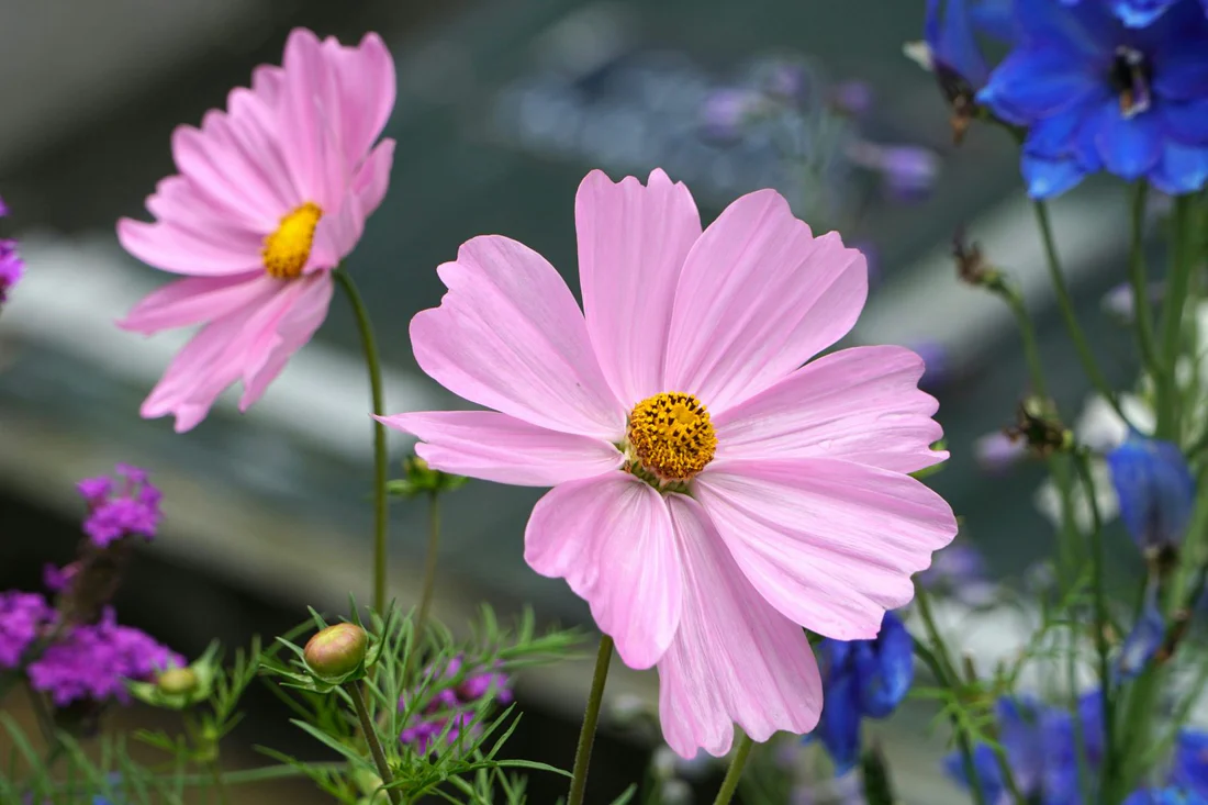 O Mito do Bem-Estar: Disciplina é a Única Recompensa